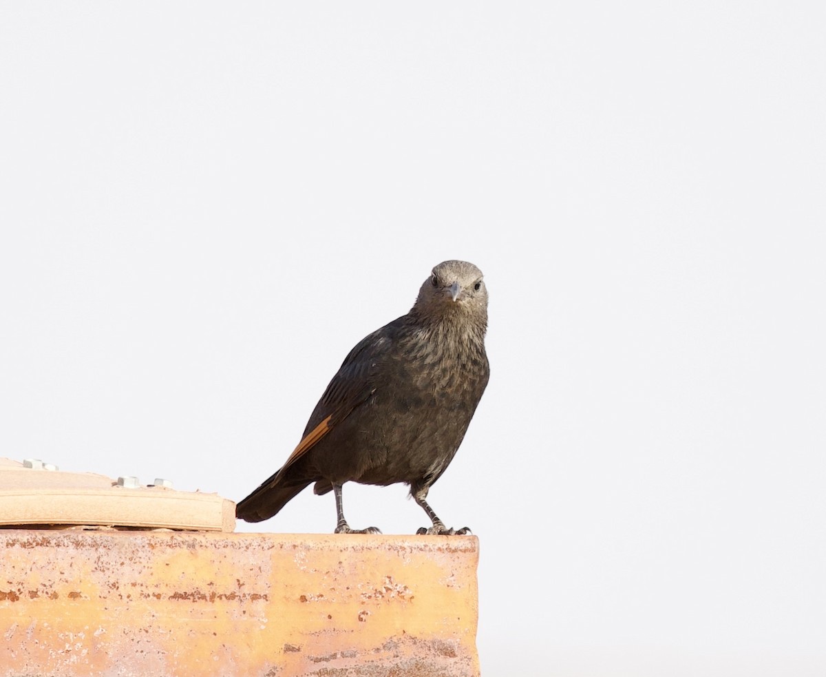 Tristram's Starling - ML636877167