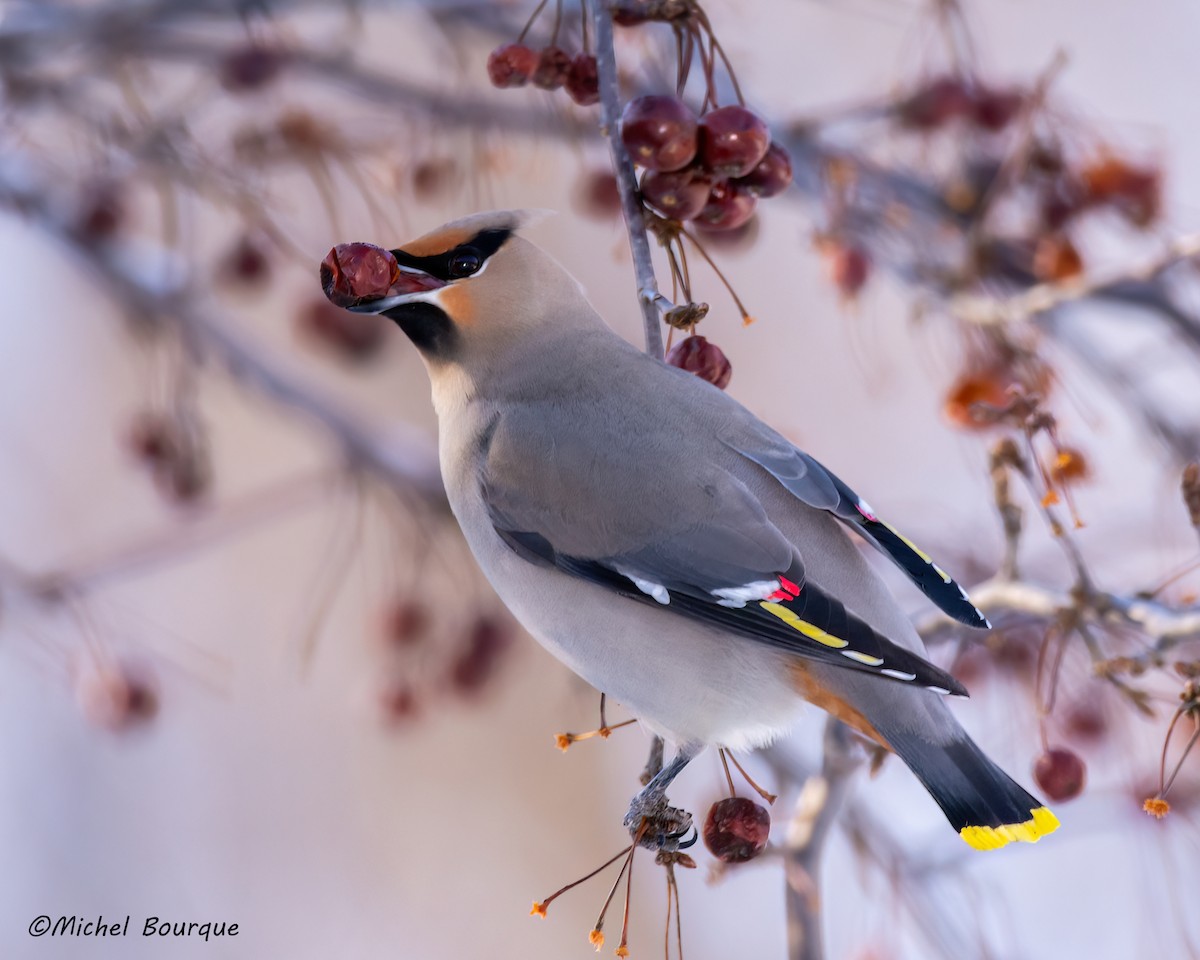Bohemian Waxwing - ML636877184