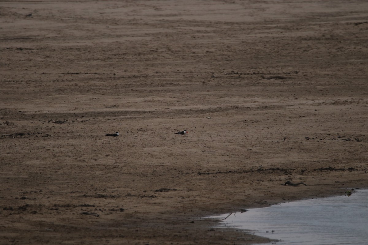 African Skimmer - ML636877263