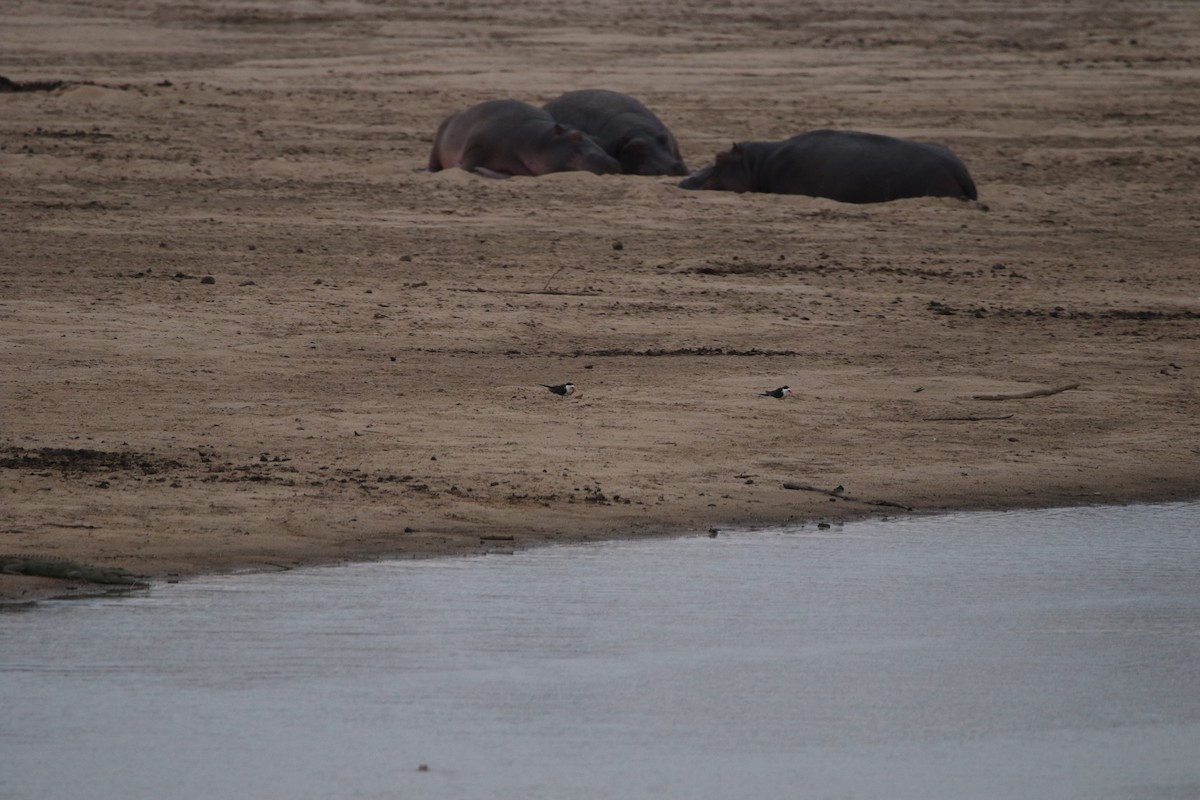 Hippopotamuses - ML636877278