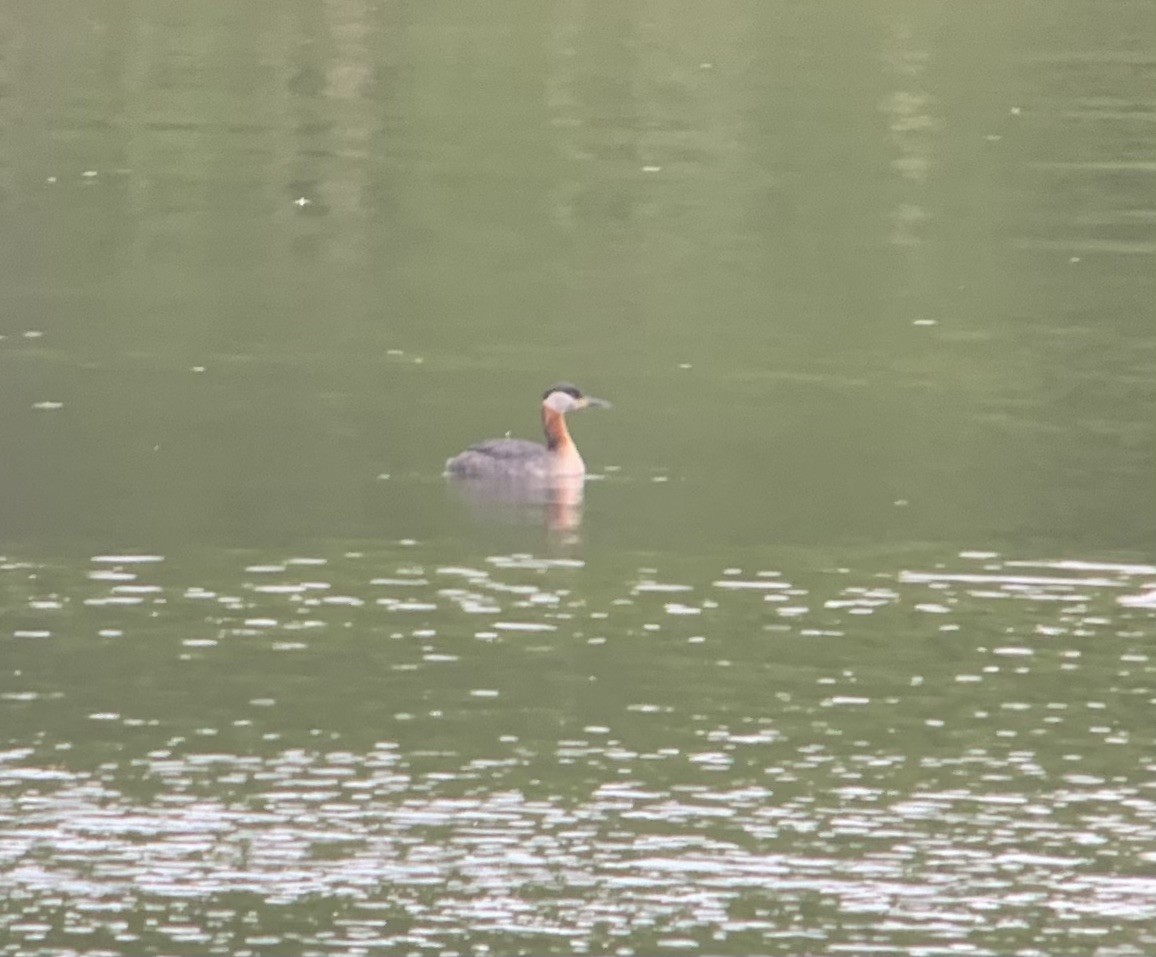 Red-necked Grebe - ML636877289