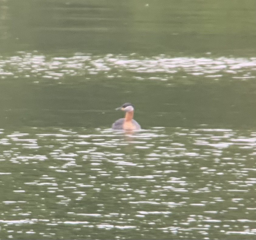 Red-necked Grebe - ML636877290