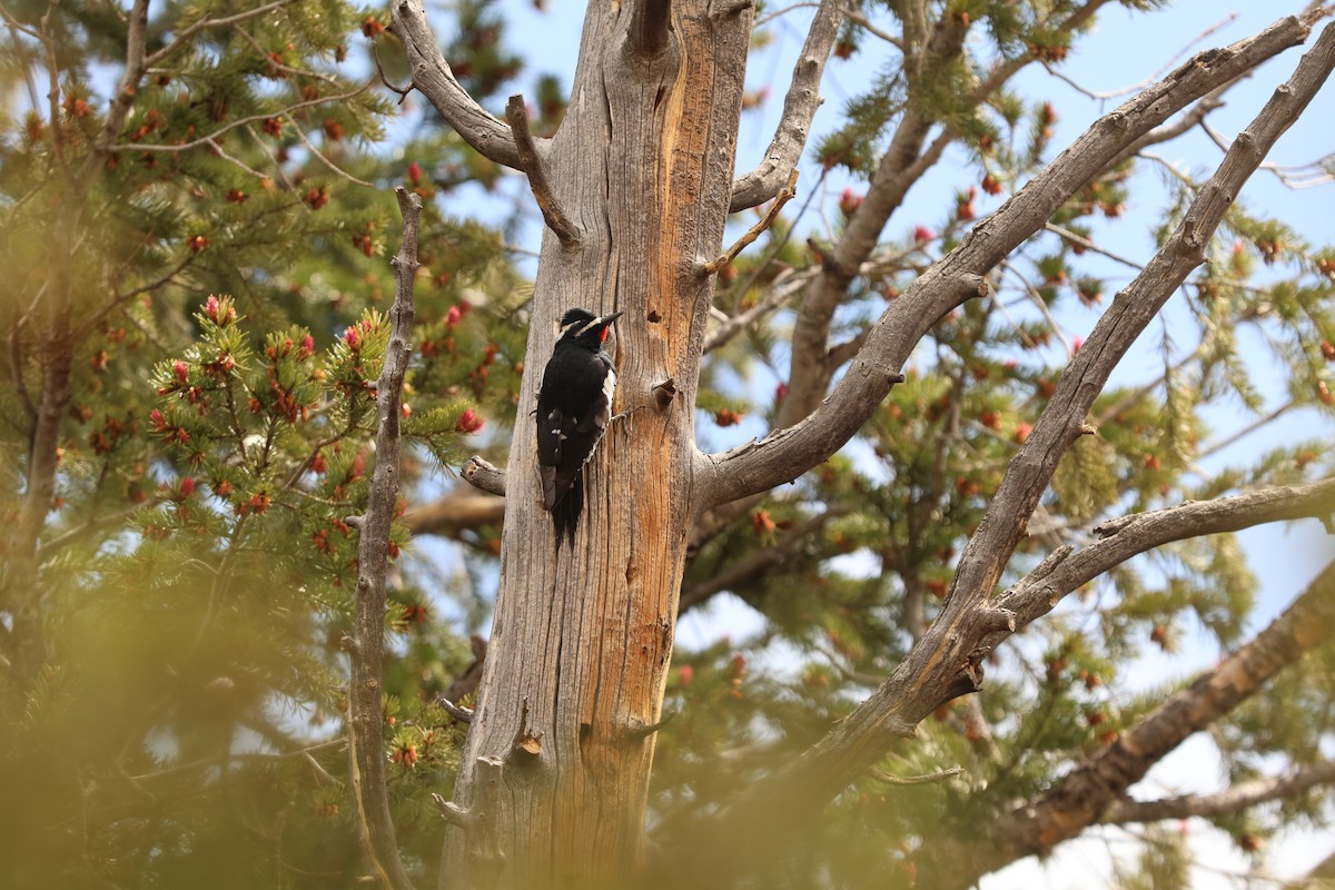 datel červenobradý - ML636877334