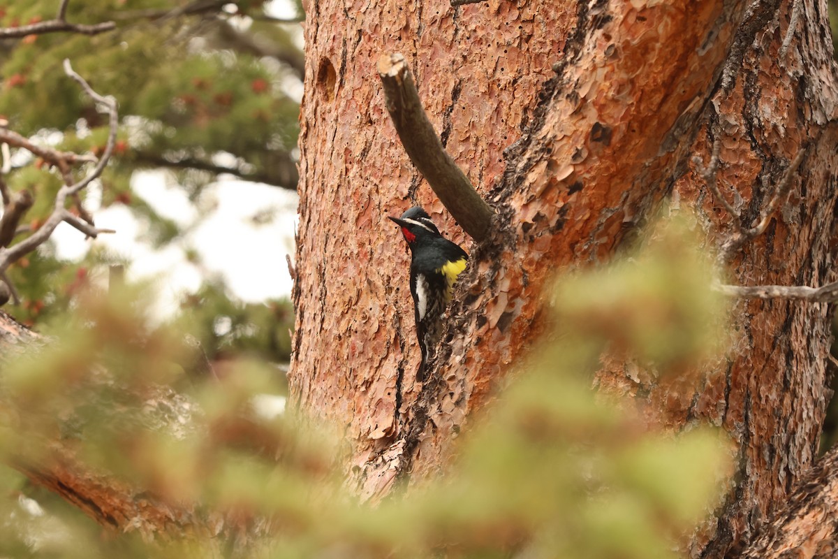 datel červenobradý - ML636877335