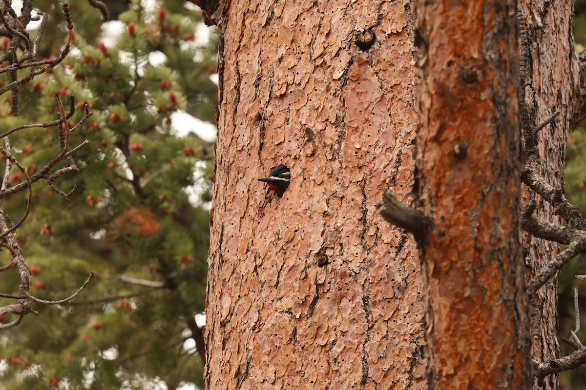 datel červenobradý - ML636877337