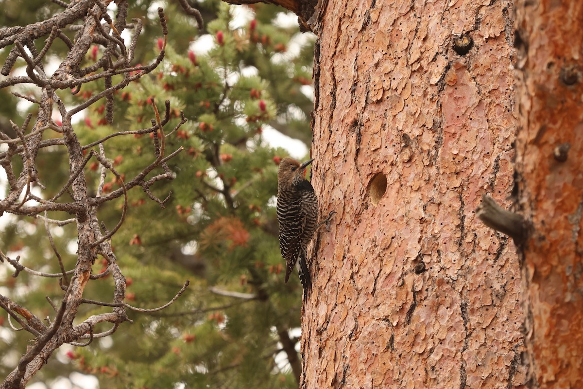 datel červenobradý - ML636877338