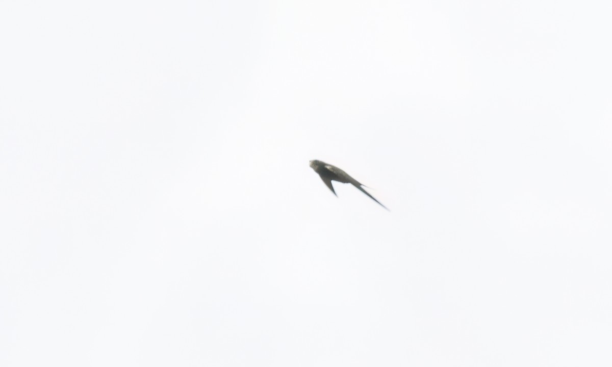 Nyanza Swift - ML636877430