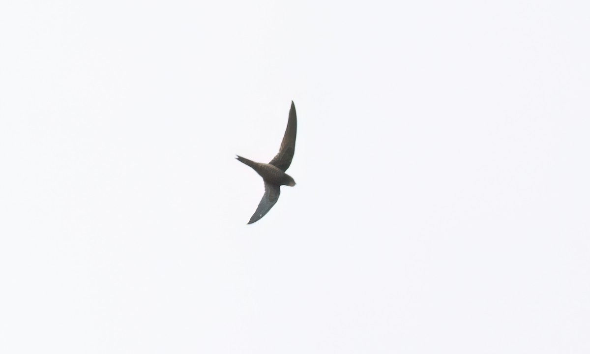 Nyanza Swift - ML636877431