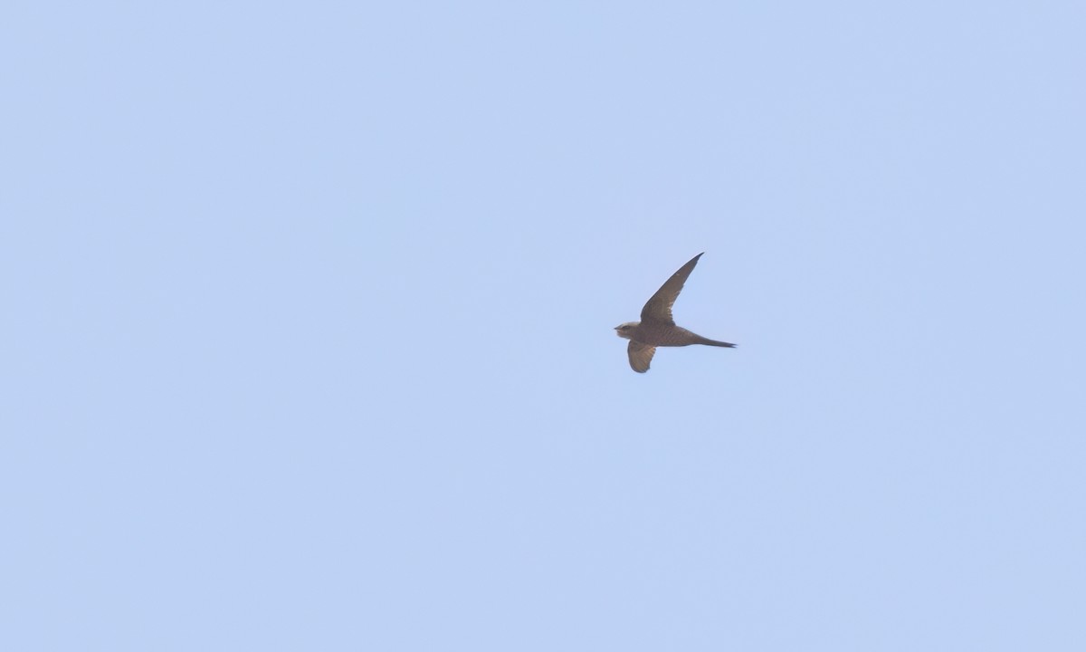Nyanza Swift - ML636877432
