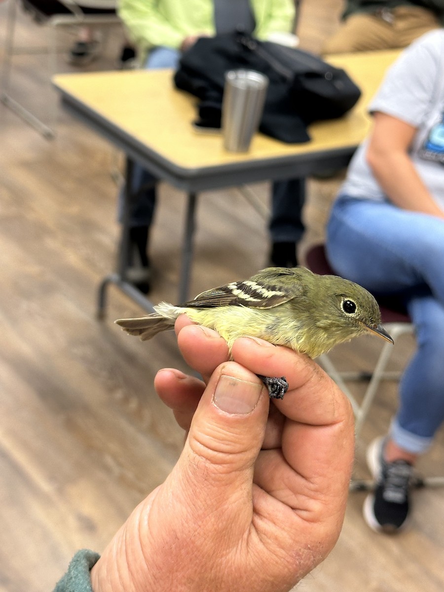 Yellow-bellied Flycatcher - ML636877452