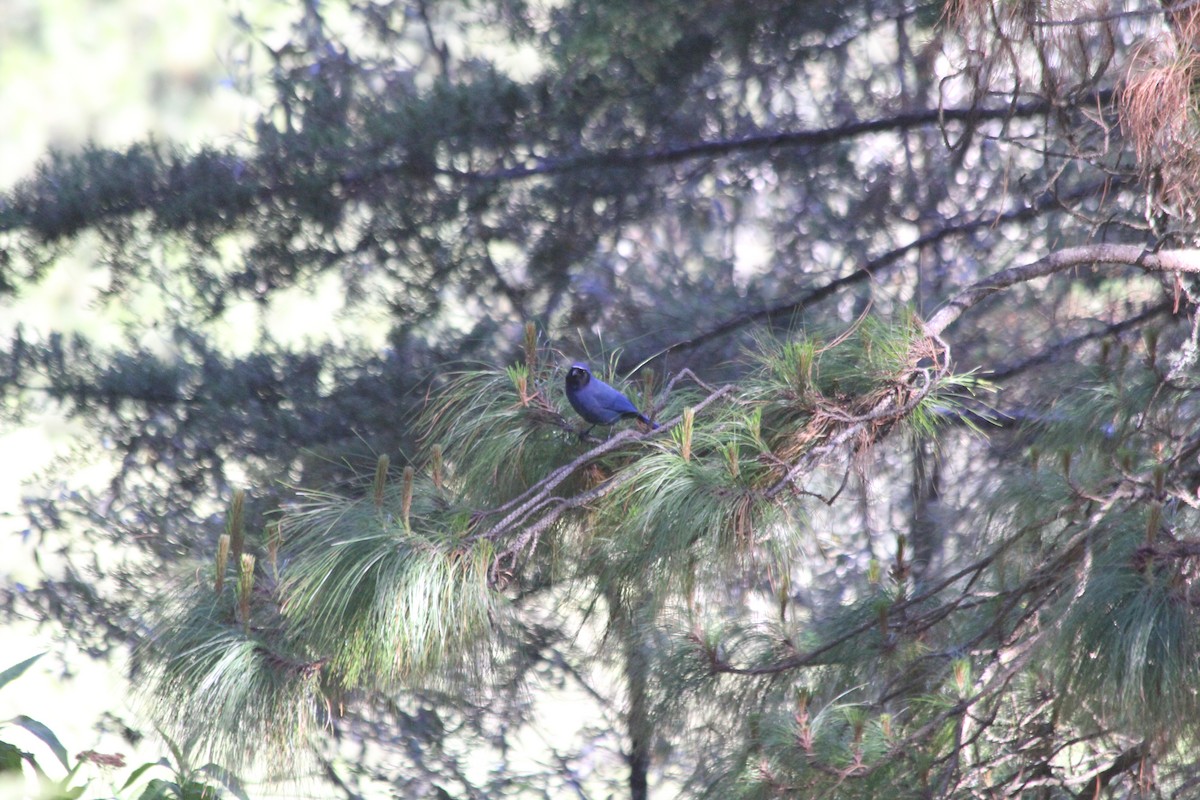 mayaskrike - ML636877461