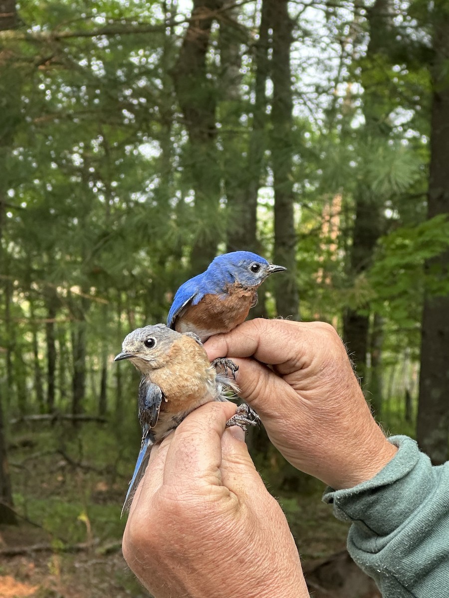 Eastern Bluebird - ML636877481