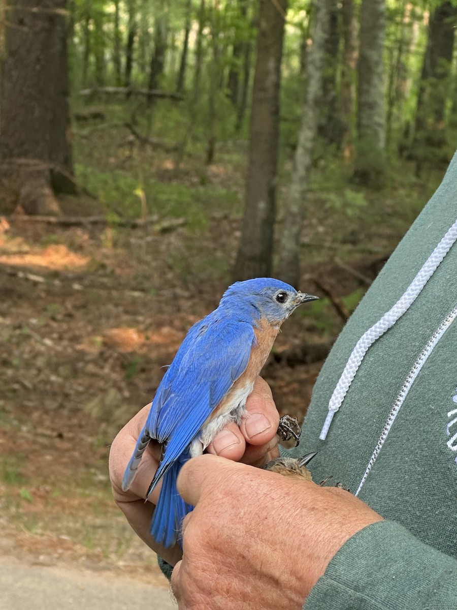 Eastern Bluebird - ML636877483
