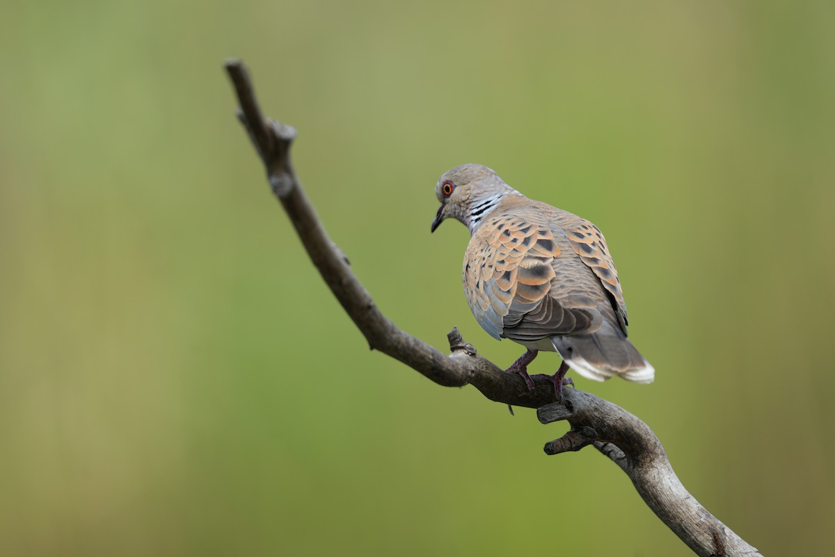 European Turtle-Dove - ML636877499