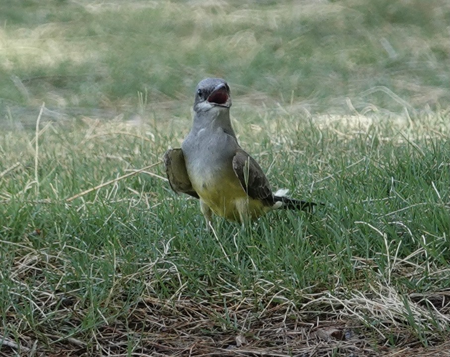 Cassin's Kingbird - ML636877526