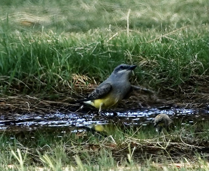 Cassin's Kingbird - ML636877534