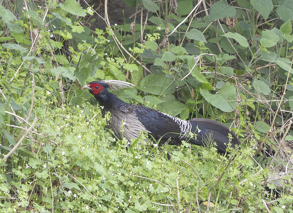 Kalij Pheasant - ML636877564