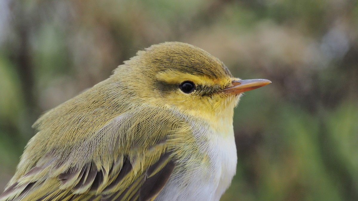 Wood Warbler - ML636877614