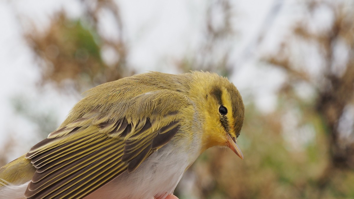 Wood Warbler - ML636877615