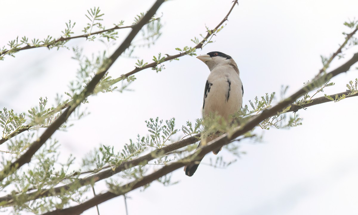 Black-capped Social-Weaver - ML636877627