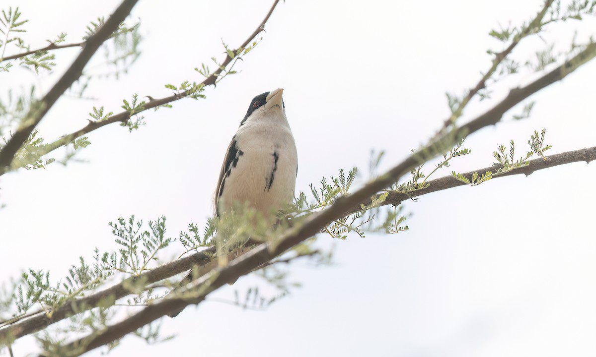 Black-capped Social-Weaver - ML636877628