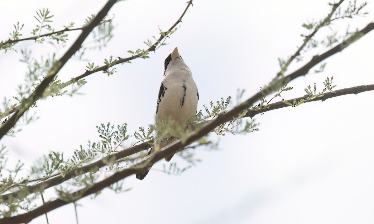 Black-capped Social-Weaver - ML636877629