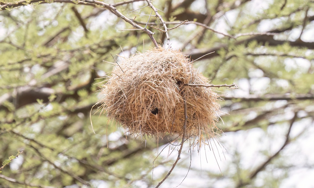 Black-capped Social-Weaver - ML636877630