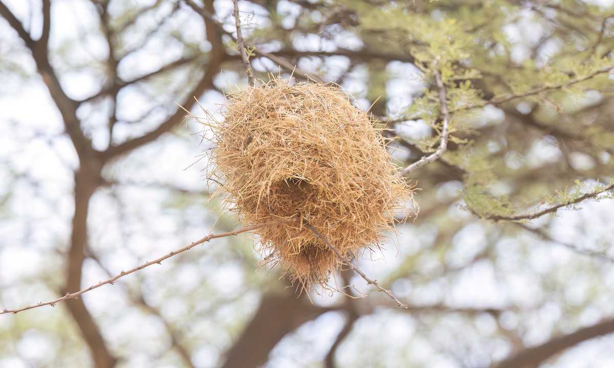 Black-capped Social-Weaver - ML636877631