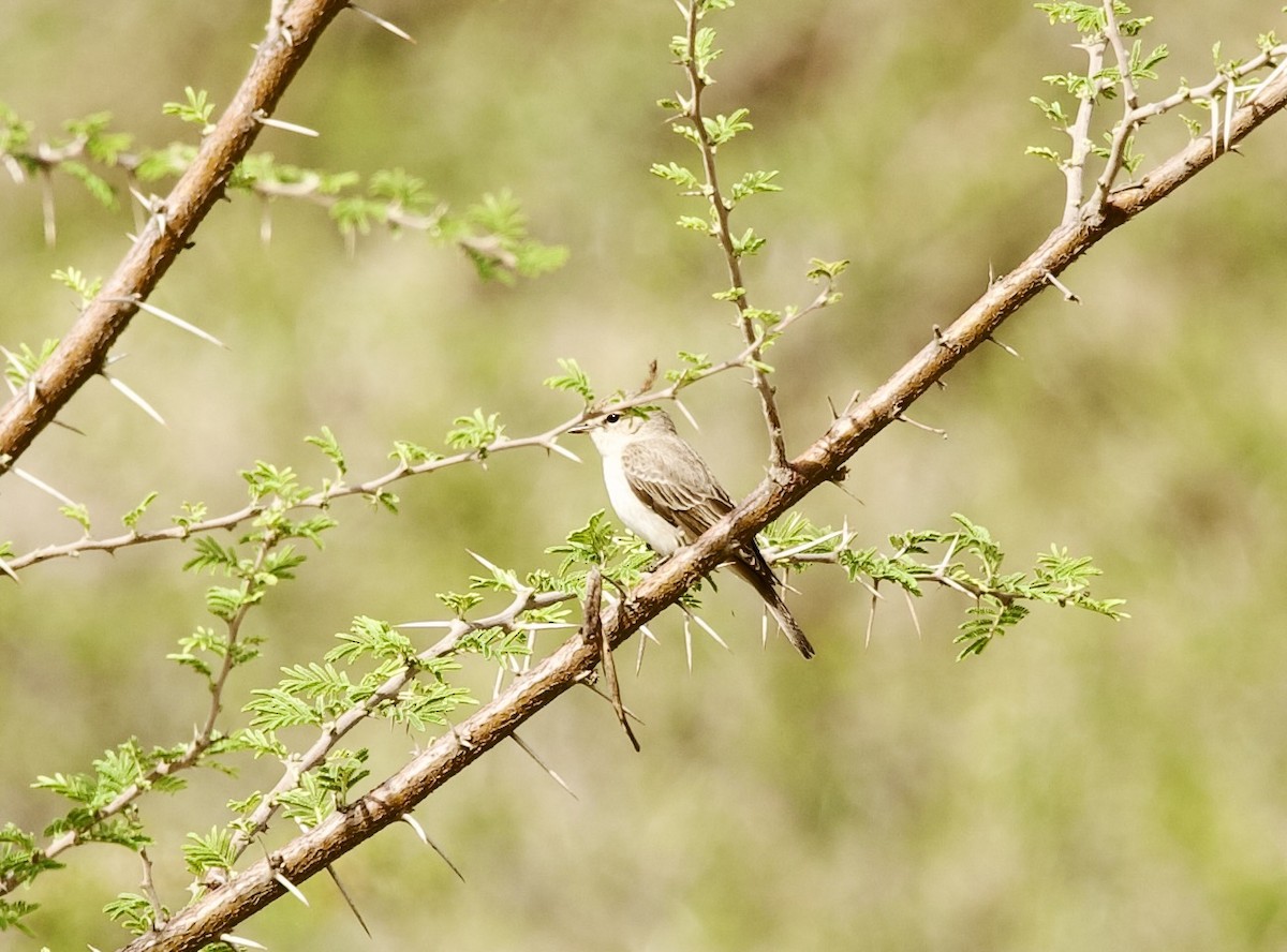 Gambaga Flycatcher - ML636877642