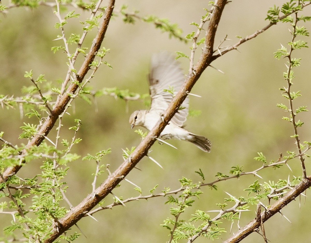 Gambaga Flycatcher - ML636877643