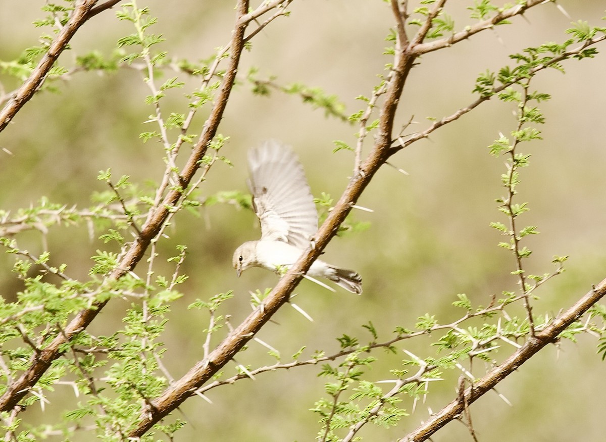 Gambaga Flycatcher - ML636877644
