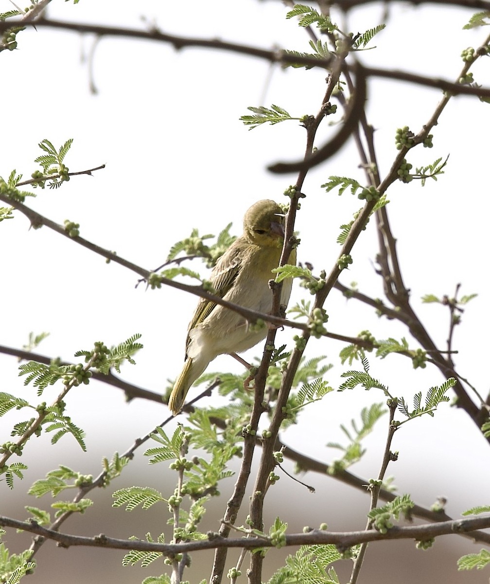 Rüppell's Weaver - ML636877666