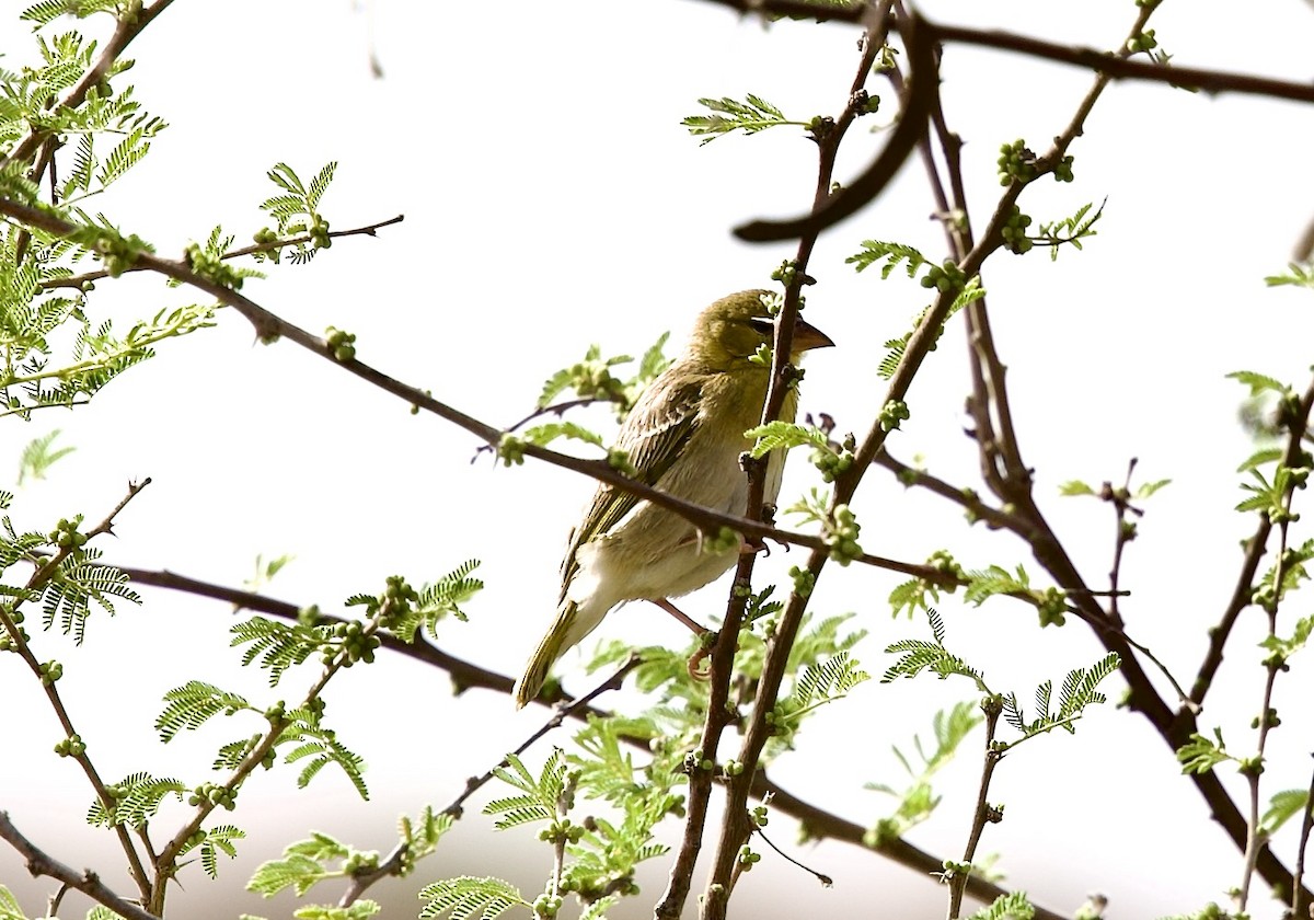 Rüppell's Weaver - ML636877667