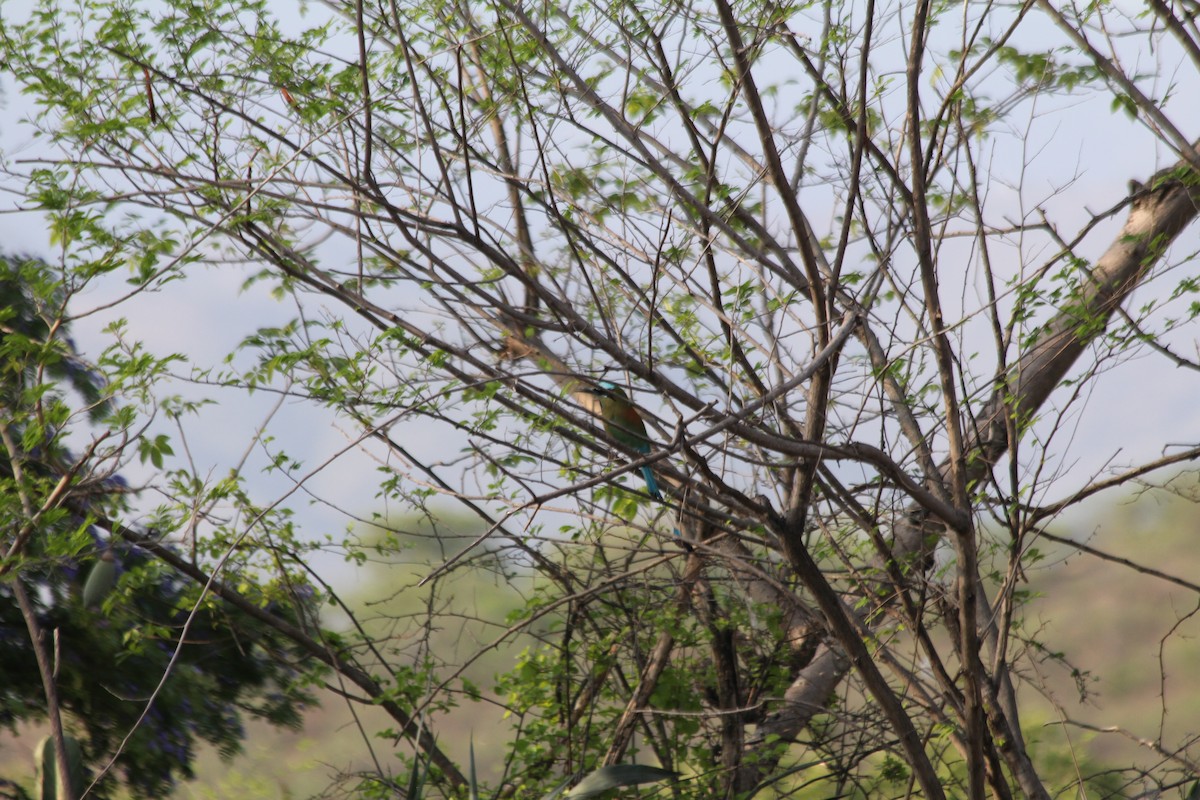 Turquoise-browed Motmot - ML636877669