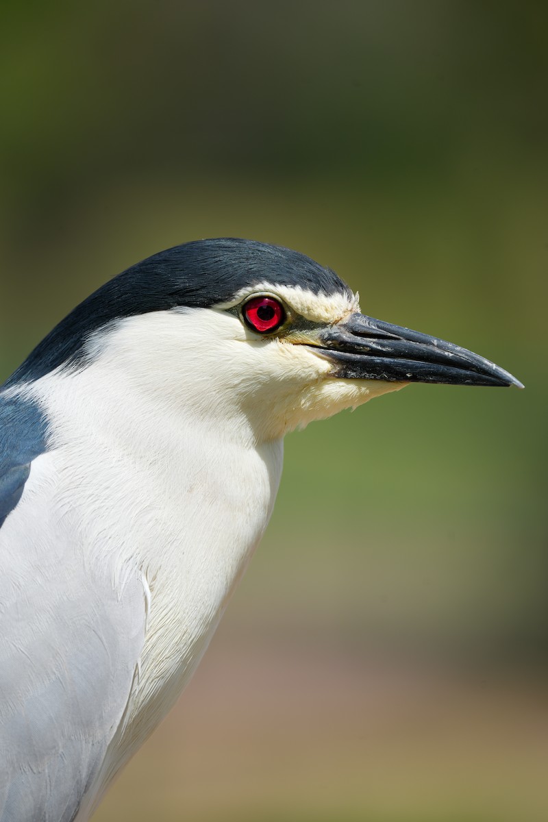Black-crowned Night Heron - ML636877680
