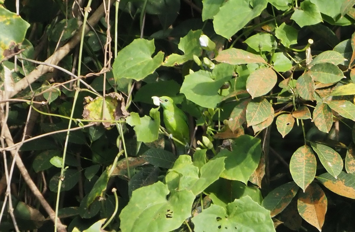 Blue-winged Leafbird - ML636877685
