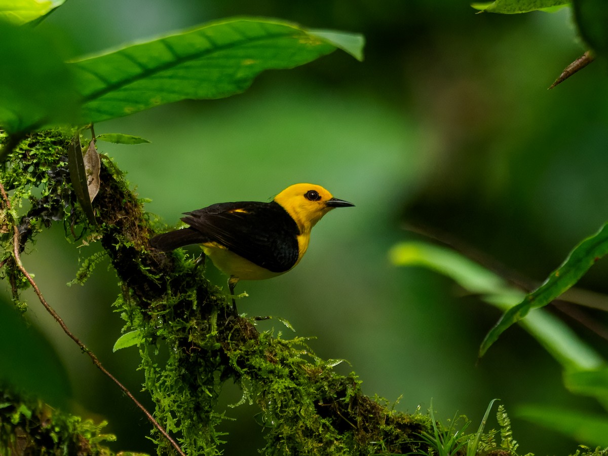 Black-and-yellow Tanager - ML636877714