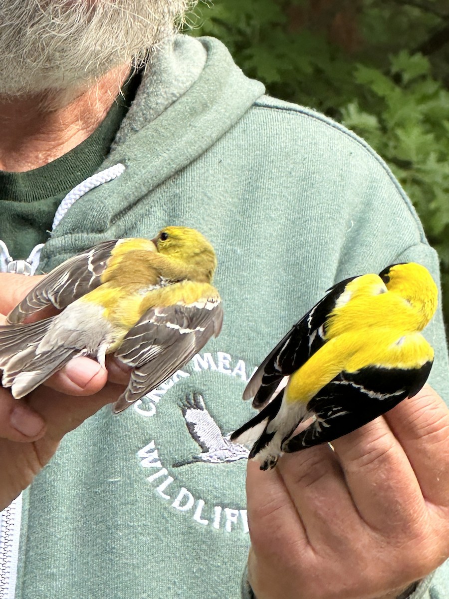 American Goldfinch - ML636877764