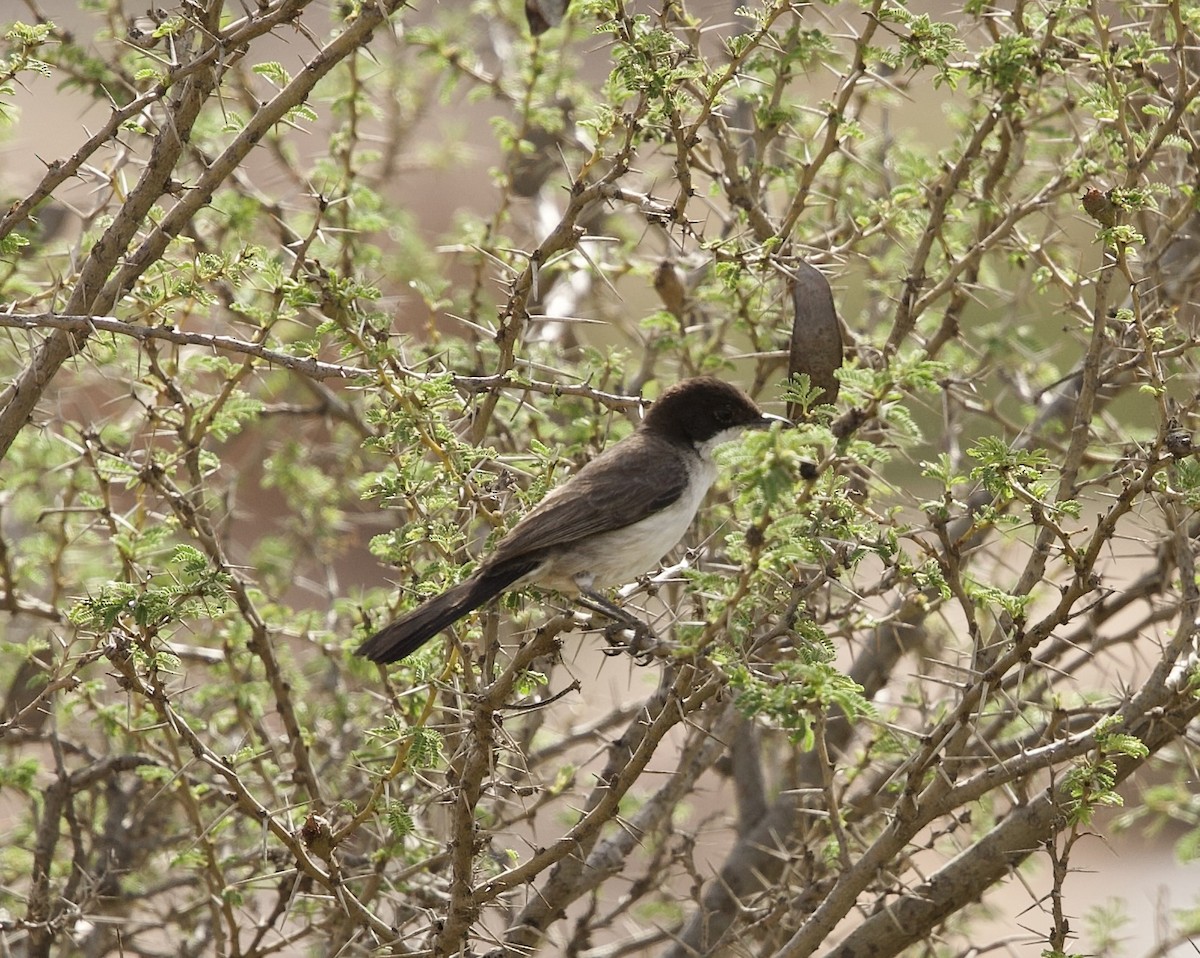 Arabian Warbler - ML636877768