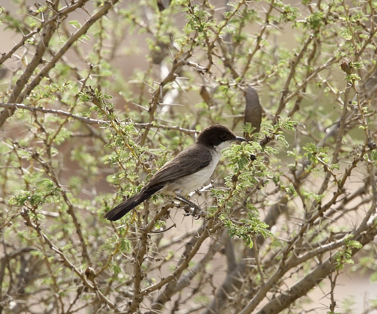 Arabian Warbler - ML636877769