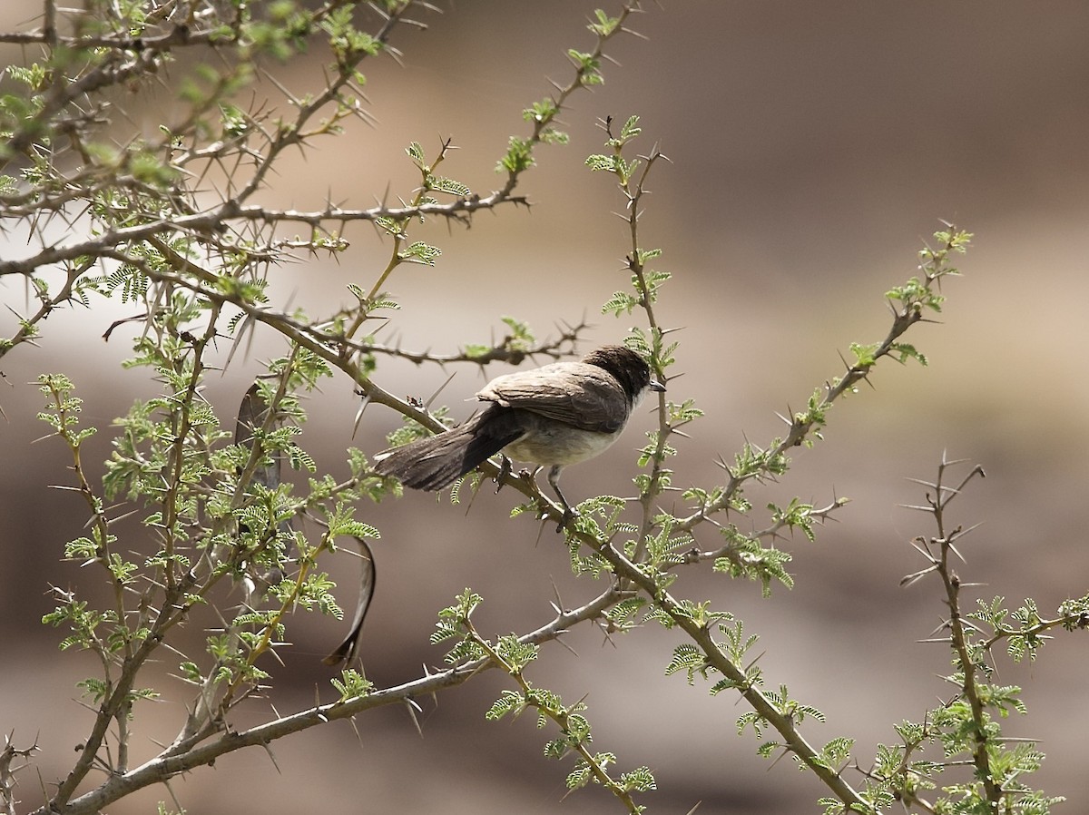 Arabian Warbler - ML636877770