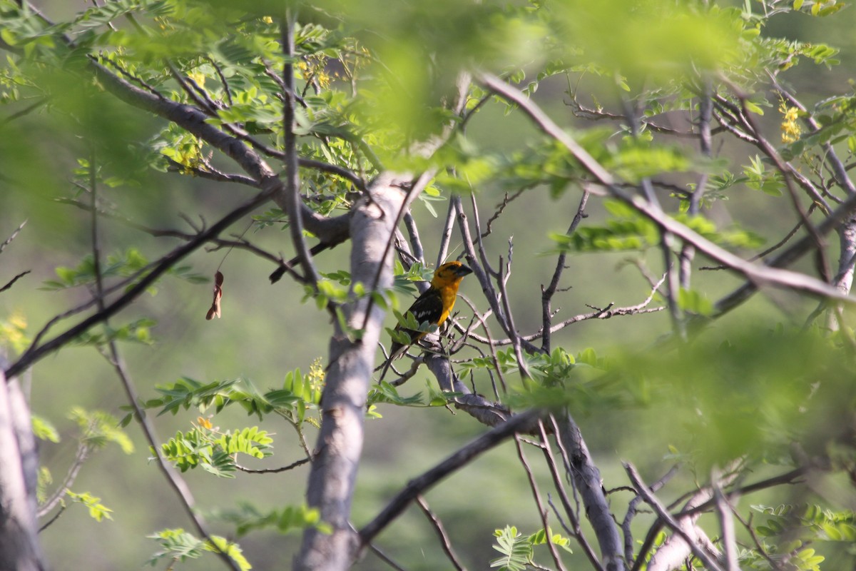 Yellow Grosbeak (Guatemalan) - ML636877772