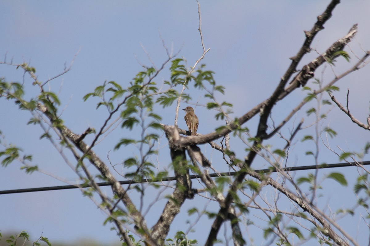 Nutting's Flycatcher (Nutting's) - ML636877781