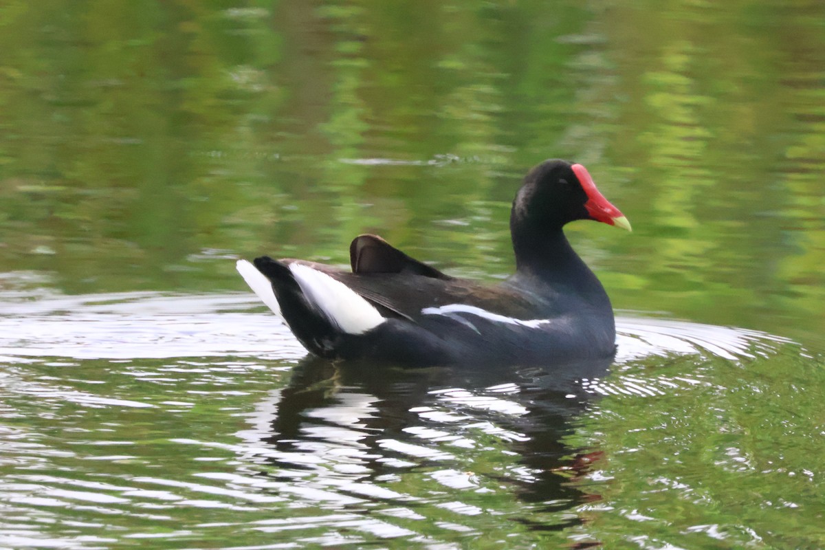 Common Gallinule - ML636877798