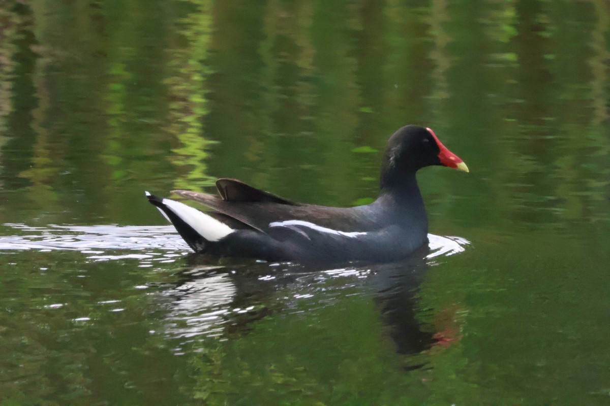 Common Gallinule - ML636877799