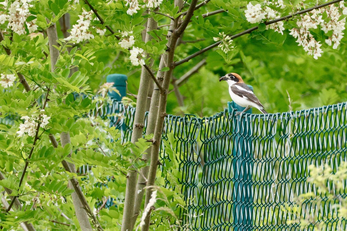 Woodchat Shrike - ML636877812