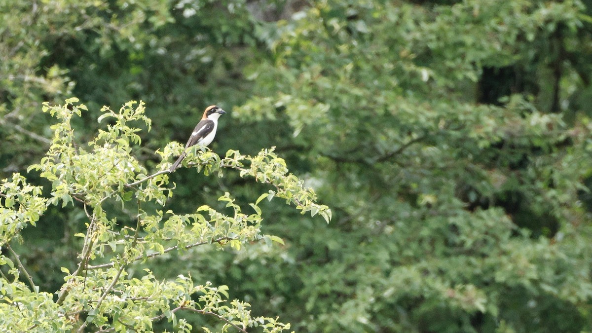 Woodchat Shrike - ML636877813