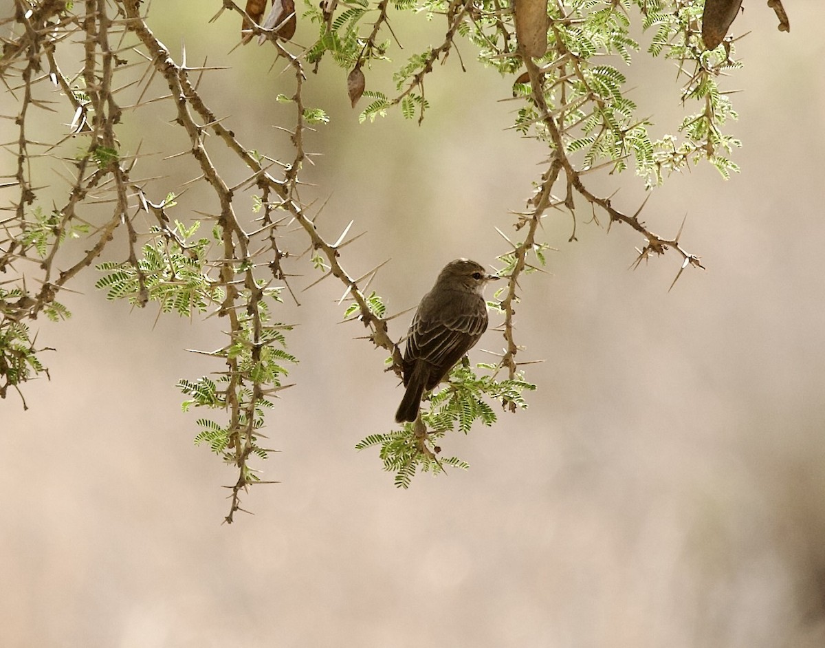 Gambaga Flycatcher - ML636877866