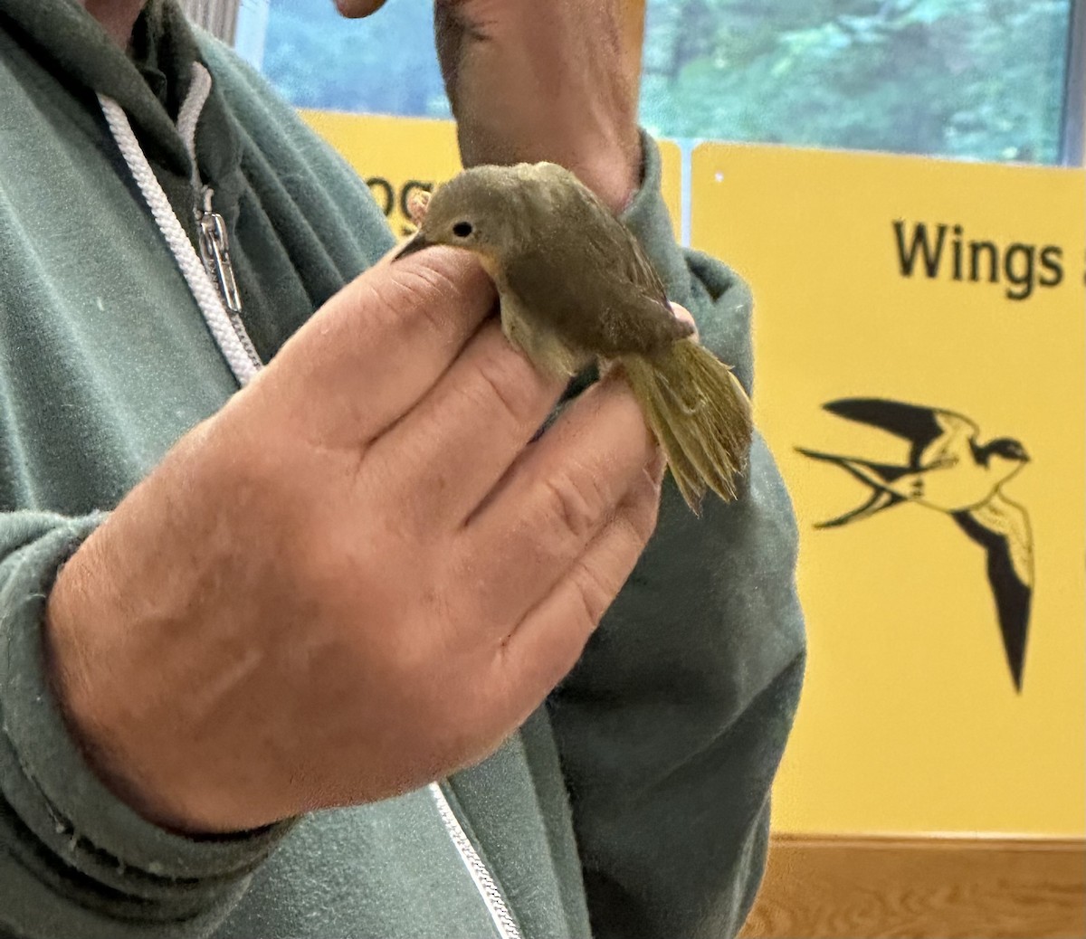 Common Yellowthroat - ML636877879
