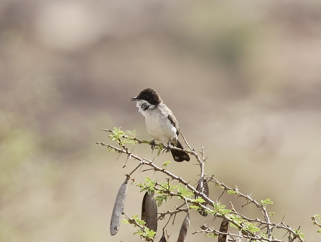 Arabian Warbler - ML636877884